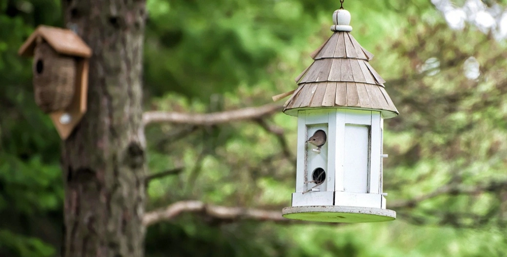 Birding strategies: set up birdbaths and birdhouses