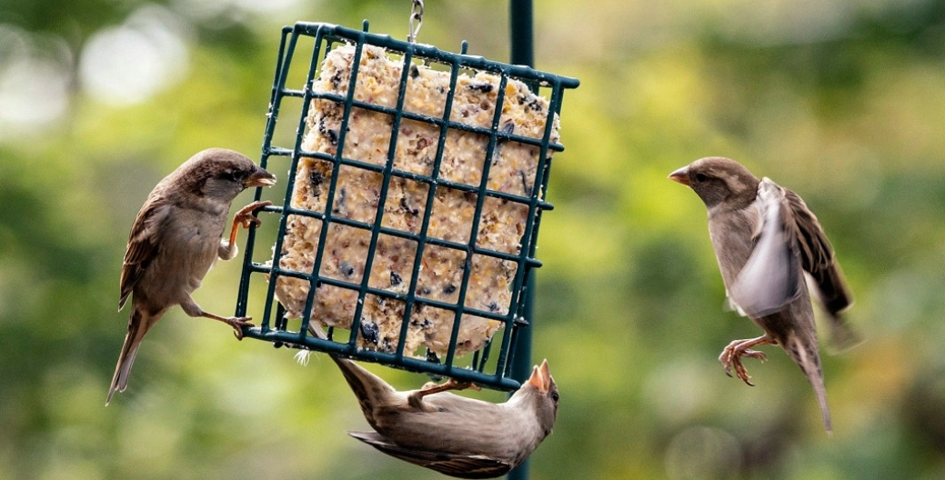Bird feeding guide: right seeds and proper feeder