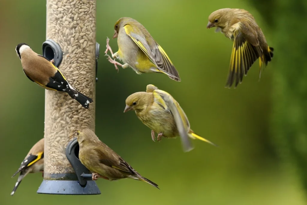 Feeding Birds: a Quick Guide to Seed Types